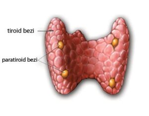 paratiroid bezi